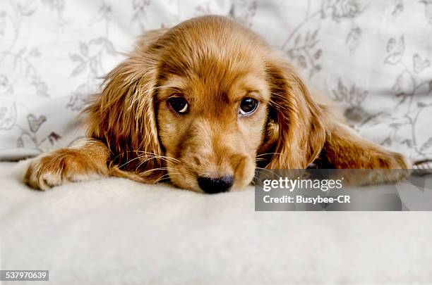 cute cocker spaniel puppy - lindos fotografías e imágenes de stock