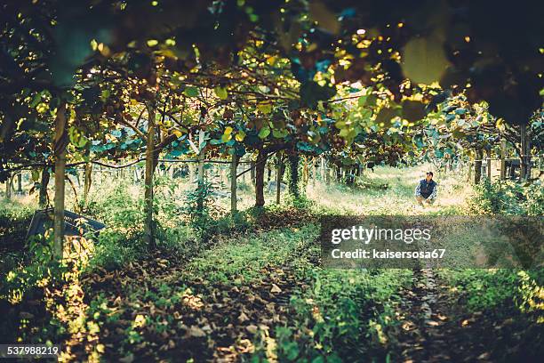 farmer in kiwi fruit plantation - kiwi fruit stock pictures, royalty-free photos & images