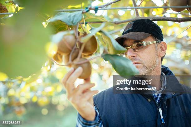 farmer in kiwi fruit plantation - kiwi fruit stock pictures, royalty-free photos & images