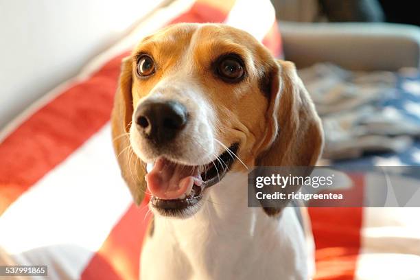 smiling beagle - beagle imagens e fotografias de stock