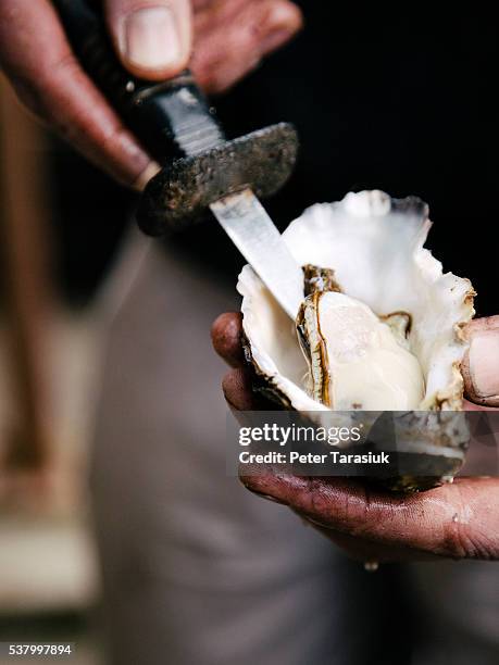 oyster - tasmania food stock pictures, royalty-free photos & images