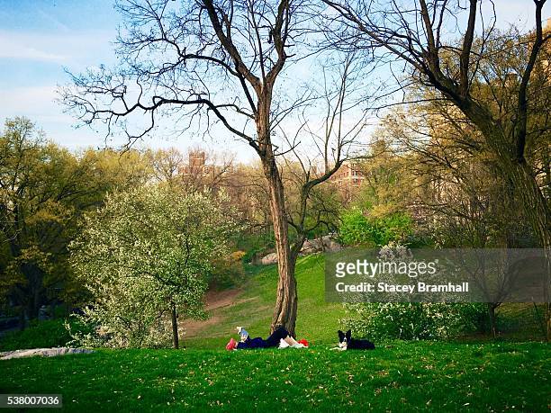 a woman reading a book with her dog in new york city's riverside park during springtime - riverside park manhattan stock pictures, royalty-free photos & images