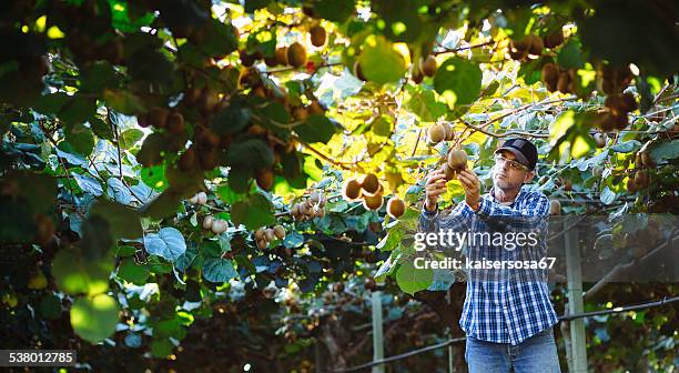 farmer in kiwi plantation comprobación de frutas - kiwi fotografías e imágenes de stock