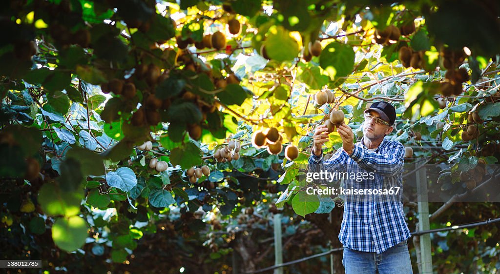 Farmer in Kiwi plantation checking fruit