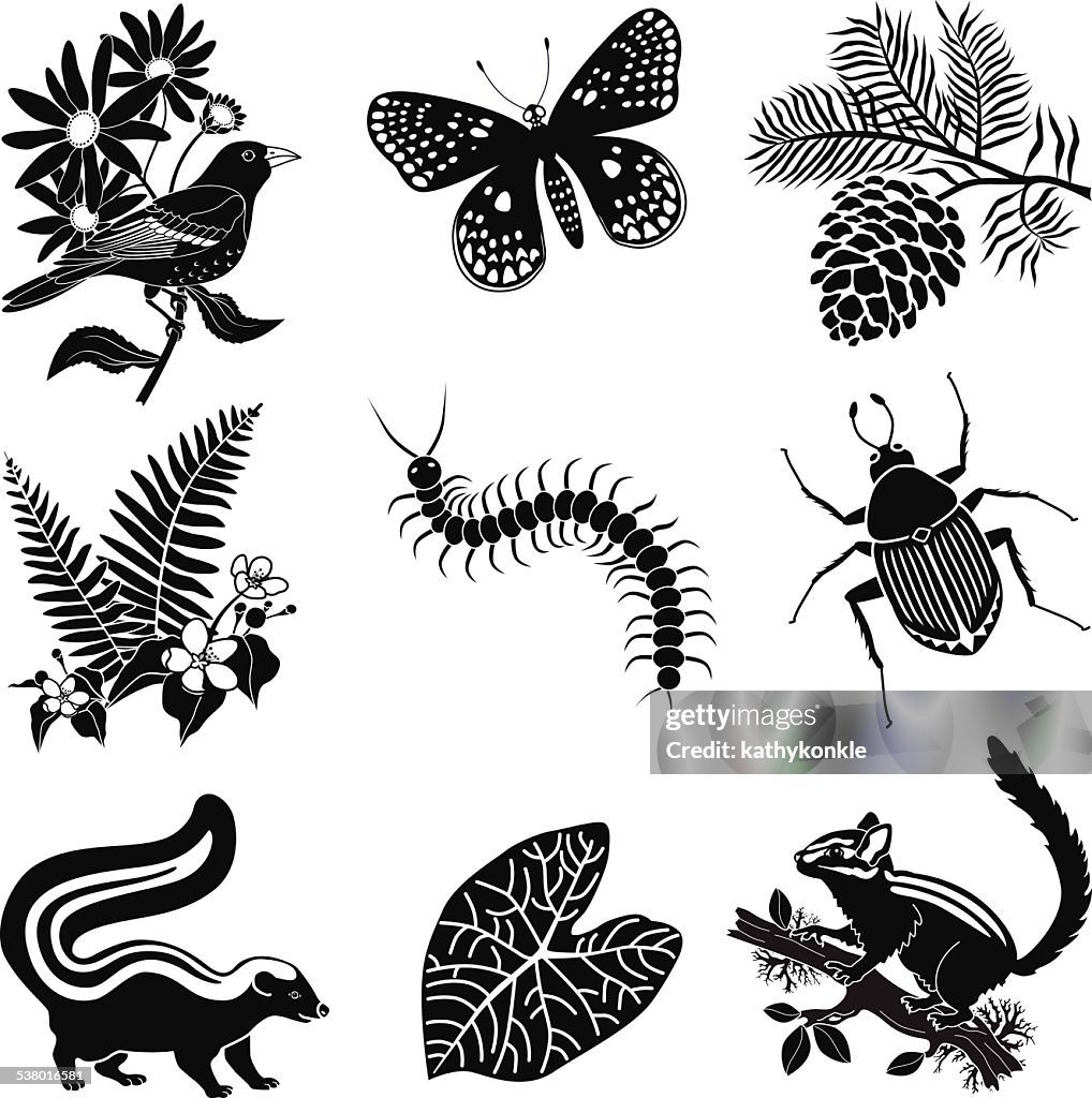 North American Forest Wildlife Icon Set In Black And White High-Res Vector  Graphic - Getty Images