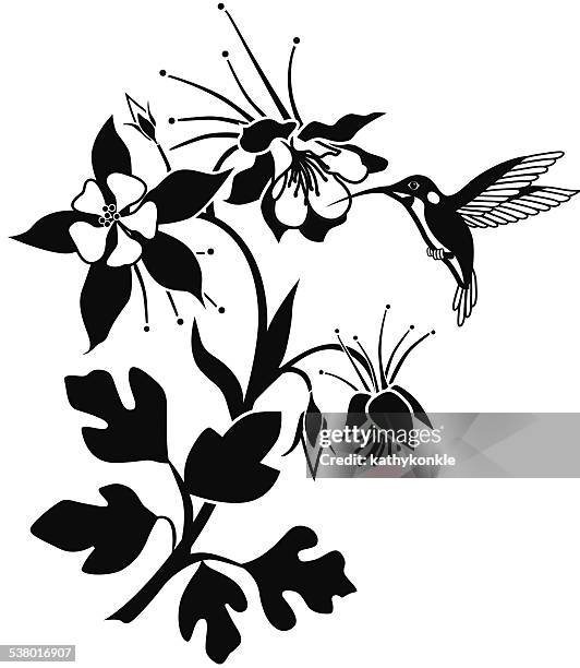 columbine flowering plant with hummingbird in black and white - columbine flower stock illustrations