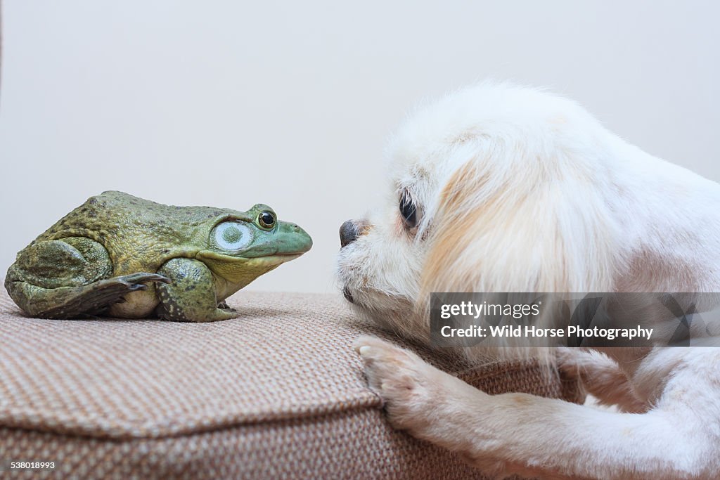 Pekingese and bullfrog first meeting