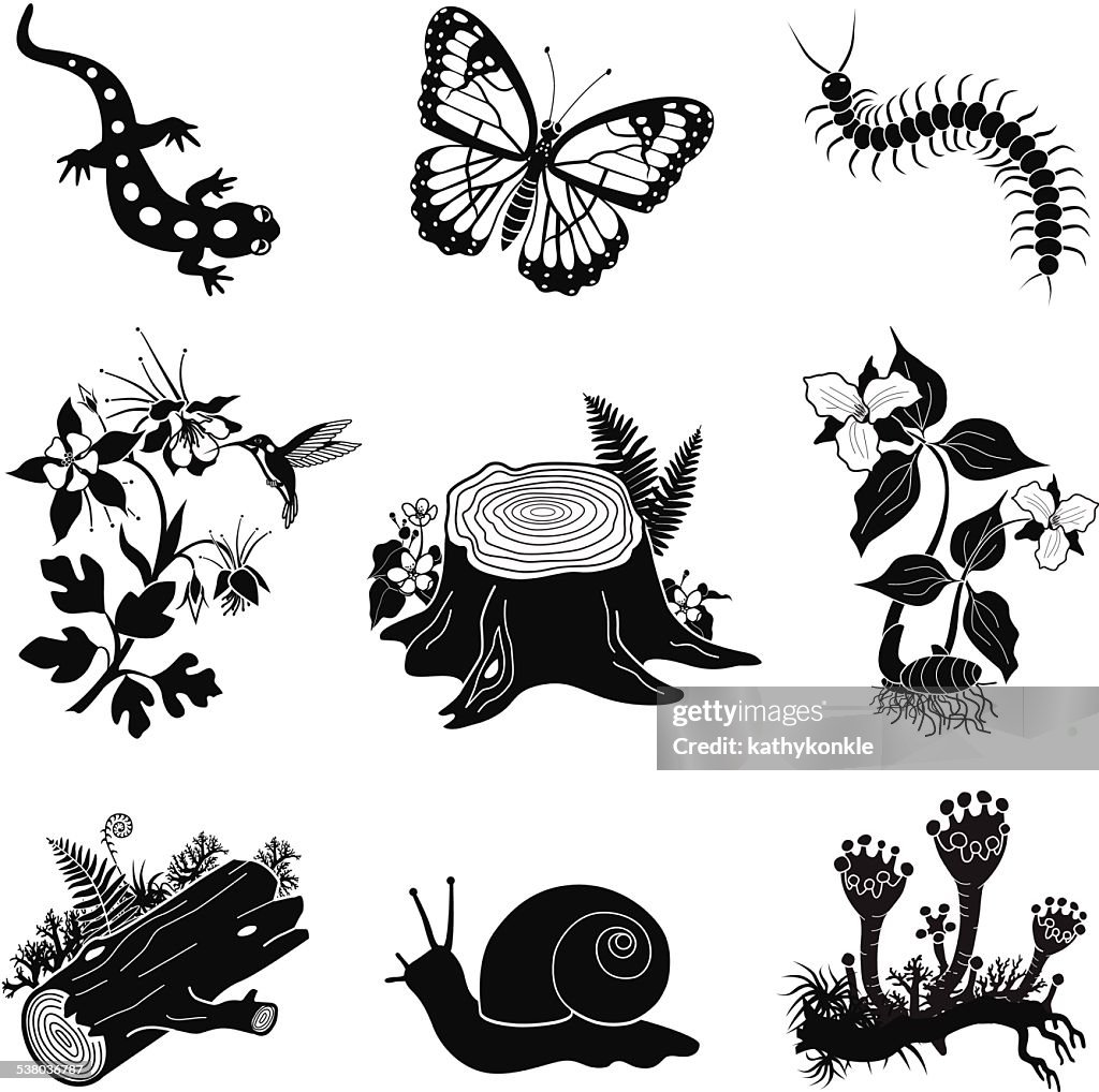 North American forest icon set in black and white