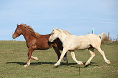 Two young ponnies running on pasturage together