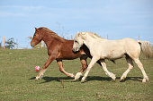 Two young ponnies running on pasturage together