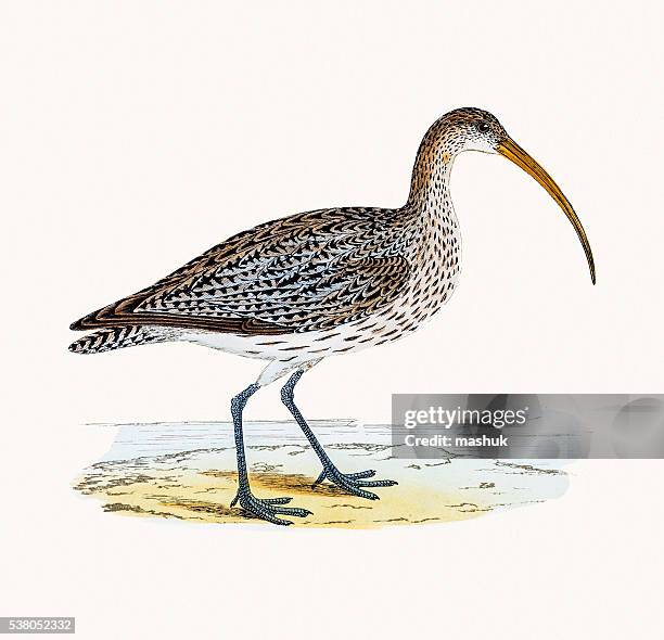 brachvogel wathose küste bird - wader bird stock-grafiken, -clipart, -cartoons und -symbole