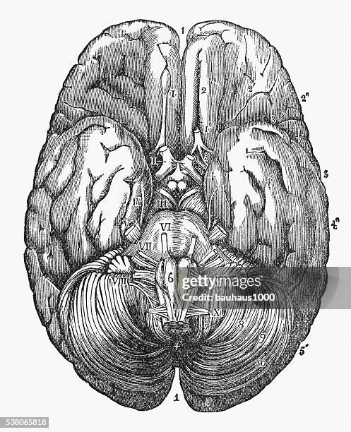 under surface of the human brain engraved illustration, circa1880 - frontal lobe stock illustrations