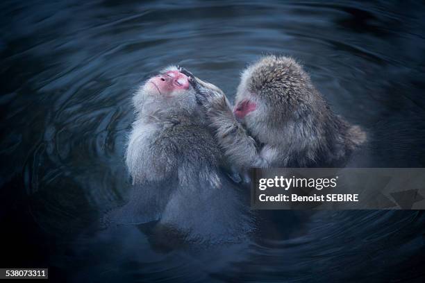 Monkey Bath