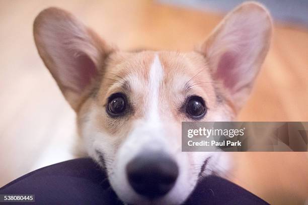 corgi puppy smiling up close - pembroke welsh corgi puppy foto e immagini stock