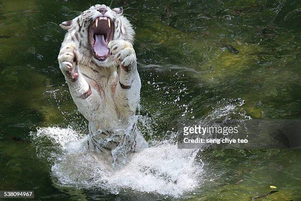 the white tiger in action - white tiger stock pictures, royalty-free photos & images