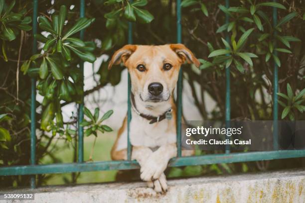 dog on the fence looking at camera - fences 2016 film stock-fotos und bilder