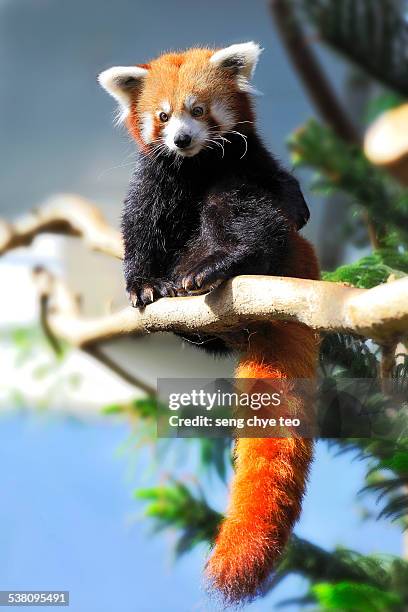 the red panda - red panda stock pictures, royalty-free photos & images