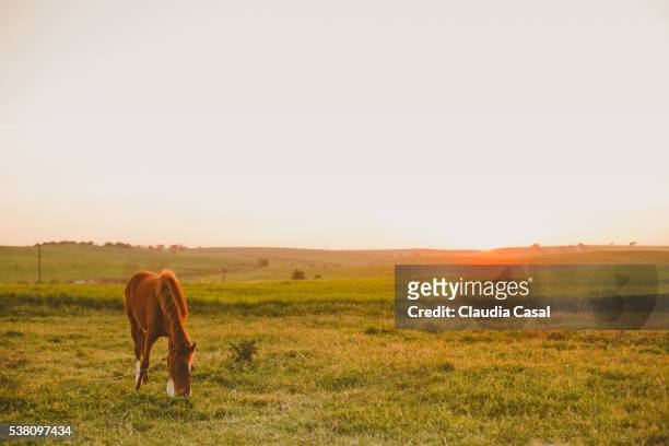 horse on field during sunset - horse grazing stock pictures, royalty-free photos & images