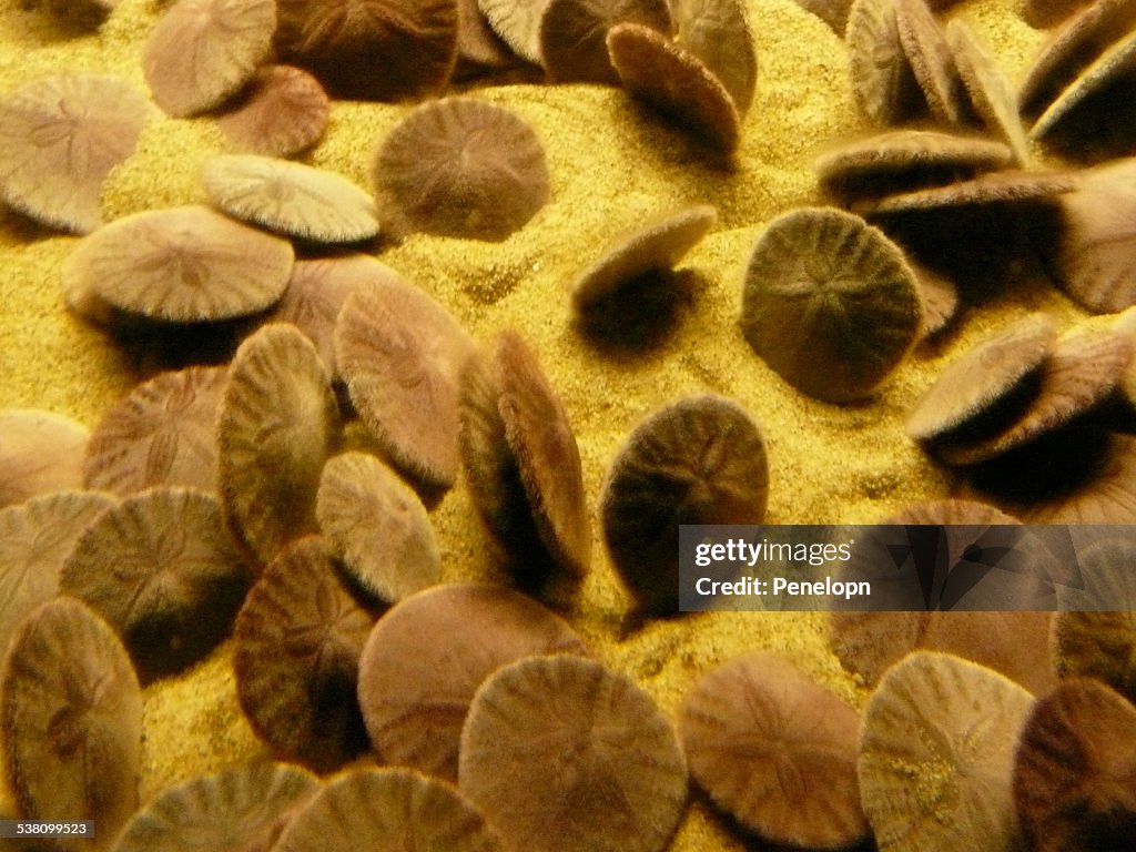 Sand Dollar