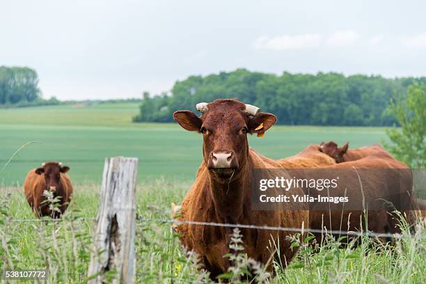 herd of cows and calves in a spring pasture - domestic cattle imagens e fotografias de stock
