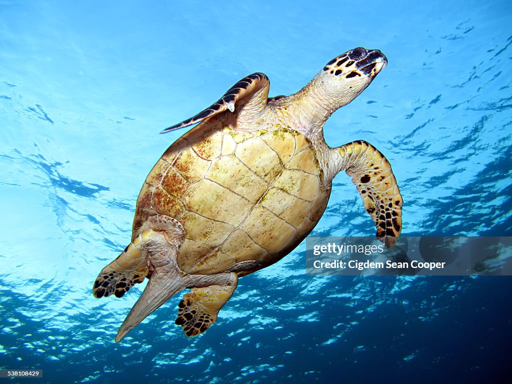 Hawksbill turtle