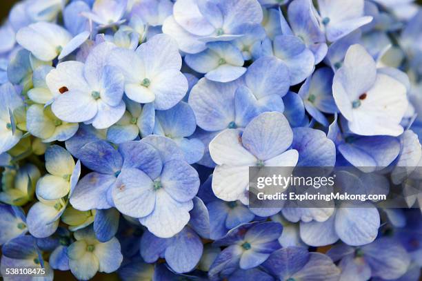 Blue Flowers, Stockfoto