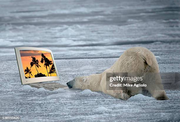 polar bear watching computer monitor - mike agliolo imagens e fotografias de stock