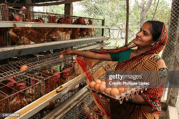 woman collecting eggs - bangladesh culture stock pictures, royalty-free photos & images