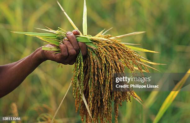 farmer holding rice stalks - filipino farmer fotografías e imágenes de stock