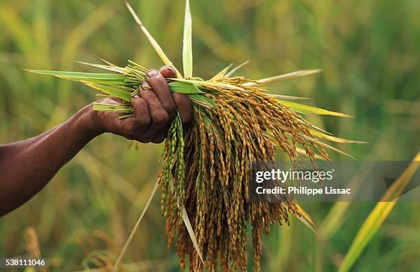 Stalks From Rice 1,867 Rice Stalks Stock Photos, High-Res Pictures, and Images - Getty ...