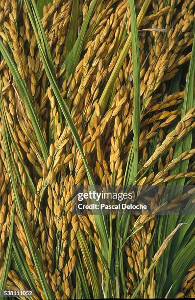 Stalks From Rice 1,867 Rice Stalks Stock Photos, High-Res Pictures, and Images - Getty ...