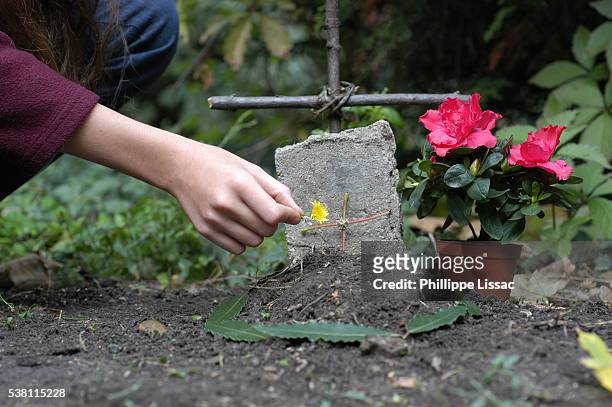 girl placing a flower on her pet's grave - tomba luogo di sepoltura foto e immagini stock