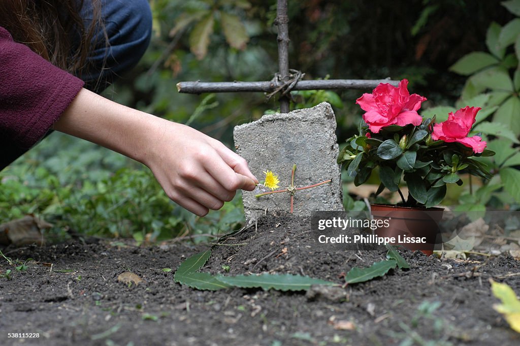 Girl Placing a Flower on Her Pet's Grave