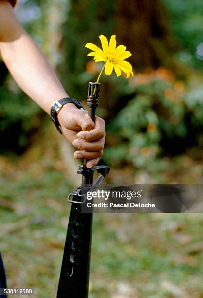 Flower Rifle Flower In Rifle Photos and Premium High Res Pictures - Getty Images