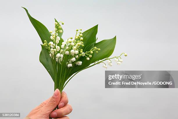 hand holding lily-of-the-valley flowers - lily of the valley imagens e fotografias de stock