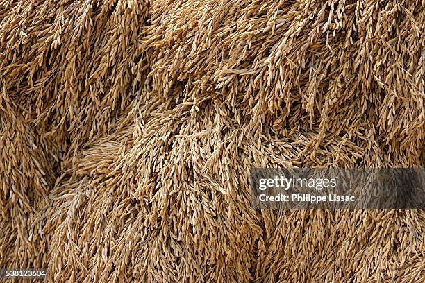 rice farming - rice production stock pictures, royalty-free photos & images