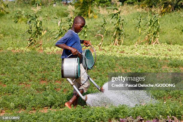 young togolese farmer watering crops - child labour stock pictures, royalty-free photos & images