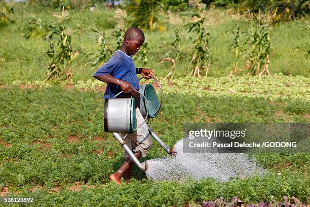 young togolese farmer watering crops - trabalho infantil imagens e fotografias de stock