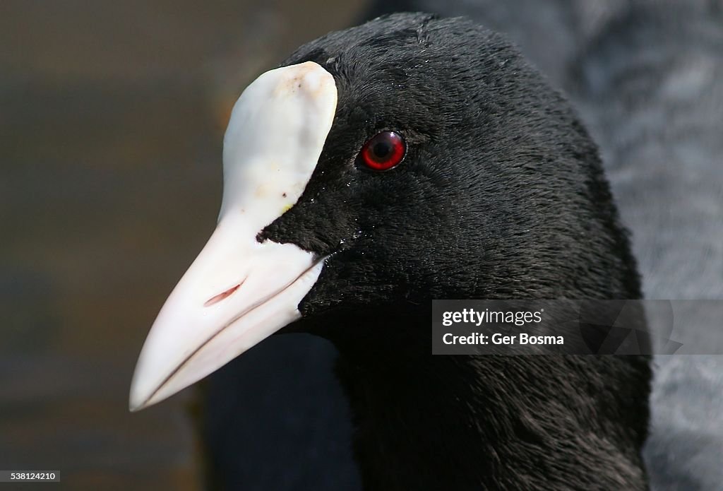 European Coot Portrait