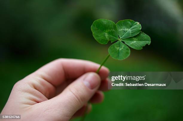 four-leaf clover - luck stock pictures, royalty-free photos & images