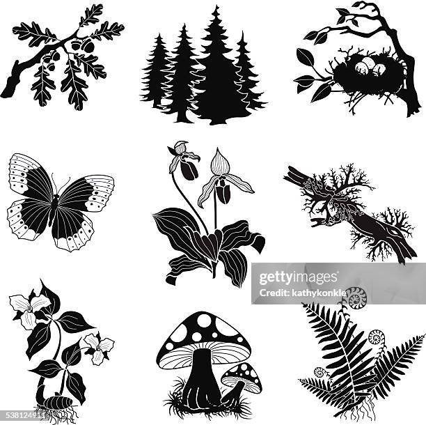 vector forest wildlife illustration set in black and white - lady slipper flower stock illustrations