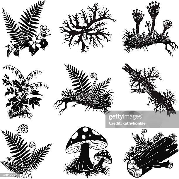 north american forest lichens and plants illustration set - lichen vector stock illustrations