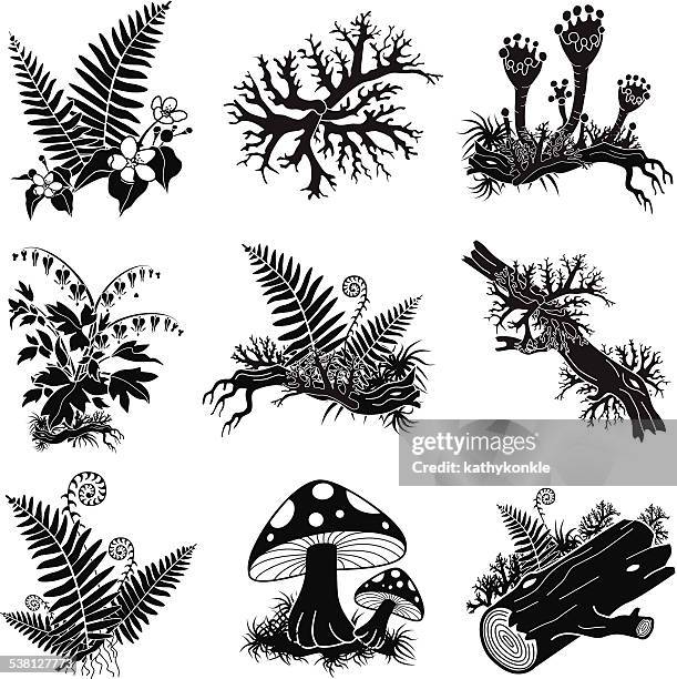 north american forest lichens and plants illustration set - lichen formation stock illustrations