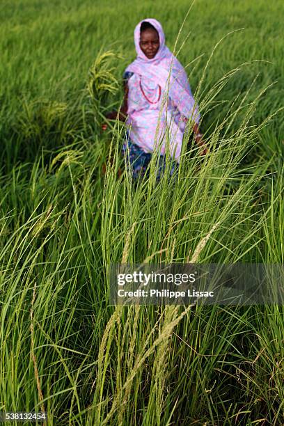senegalese member of a women farmers' group who received a loan from feprodes microfinance agency - native african ethnicity stock pictures, royalty-free photos & images