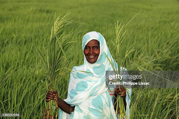 rice farmer who received a group loan from a microfinance institution - senegal stock pictures, royalty-free photos & images