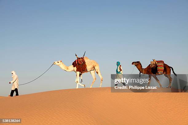 camel drivers in the sahara desert - beduino fotografías e imágenes de stock