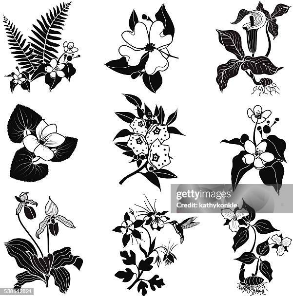 set of vector woodland flowers in black and white - trillium stock illustrations