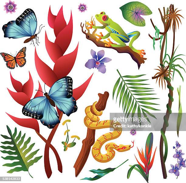 illustrations, cliparts, dessins animés et icônes de forêt amazonienne jungle de plantes et d'animaux de couleur - amazon rainforest snakes