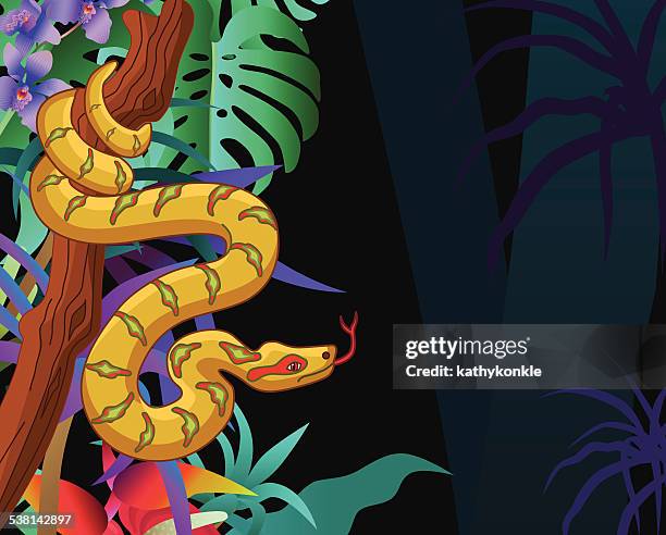 boa constrictor in the amazon rainforest jungle horizontal - peru rainforest stock illustrations