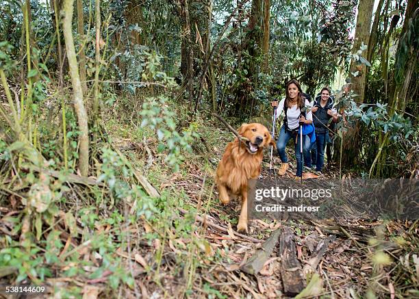 couple mountain climbing with their dog - retriever stock pictures, royalty-free photos & images